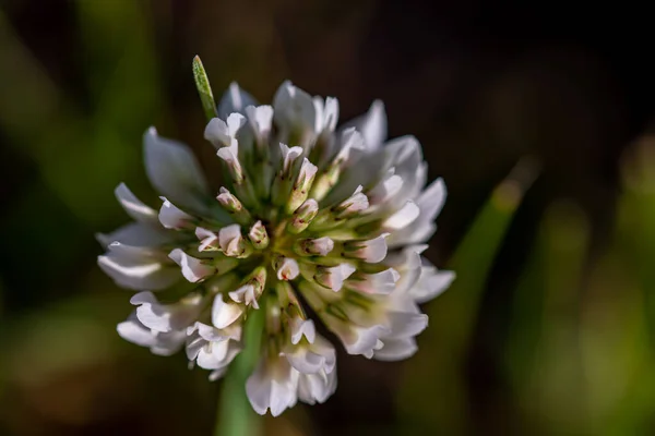 Trifolium Repens Fiore Nel Prato Macro — Foto Stock