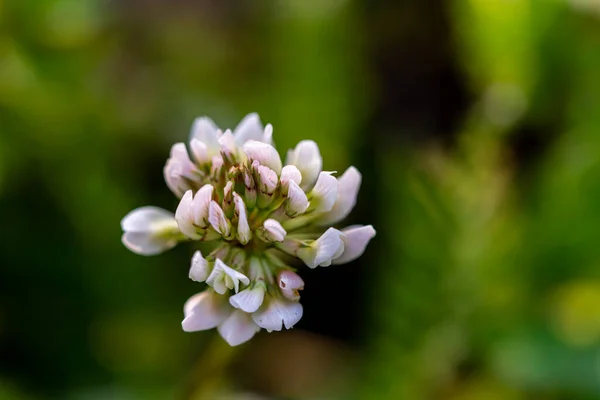 Trifólium Repens Virág Területen — Stock Fotó