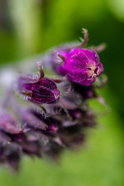 Tarlada büyüyen Symphytum officinale çiçeği