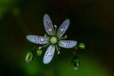 Ormanda Saxifraga bronşiti çiçeği, yakın çekim.