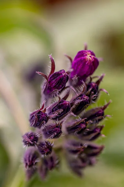 Symphytum Officinale Flower Field Close — Stock Photo, Image