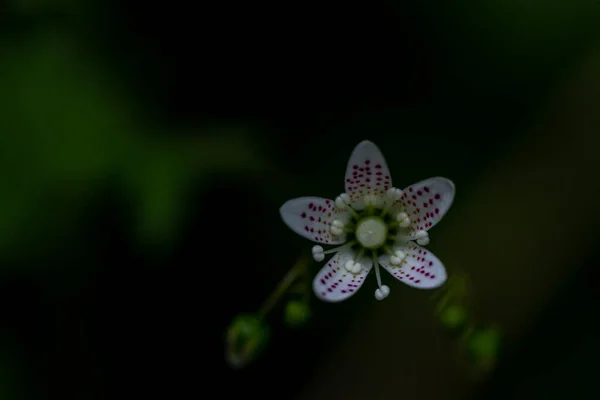 Saxifraga Bronquialis Flor Creciendo Bosque Brote Cerca —  Fotos de Stock