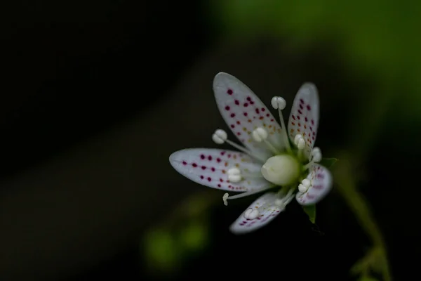 Flor Saxifraga Bronquialis Creciendo Bosque Cerca —  Fotos de Stock