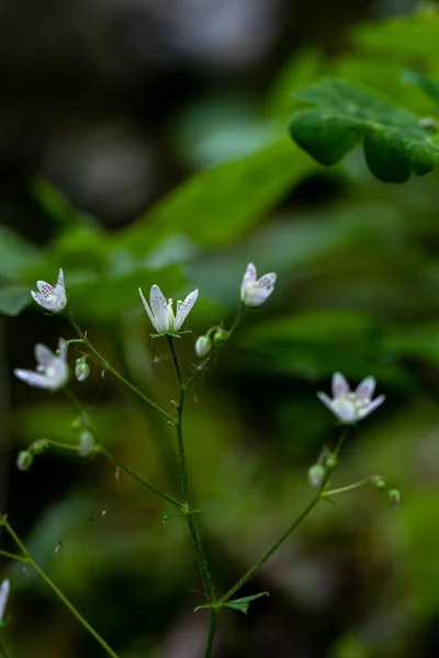 Saxifraga Bronquialis Flor Que Crece Bosque Macro —  Fotos de Stock
