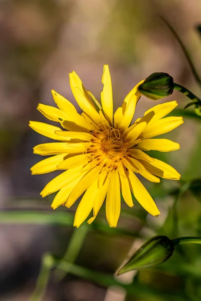Tragopogon Pratensis Květ Poli Makro — Stock fotografie