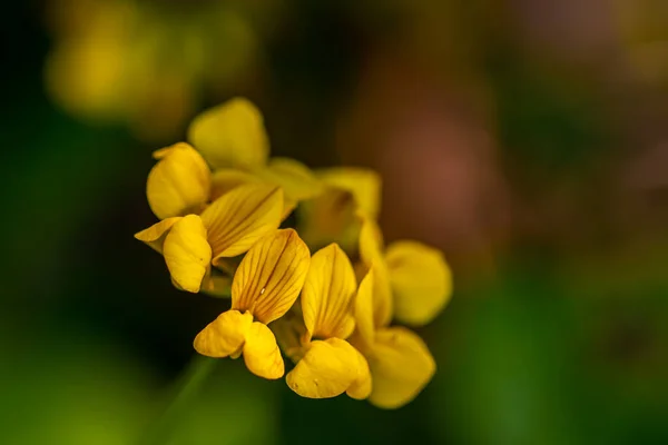 Lotus Corniculatus Flower Field Macro — Stock Photo, Image
