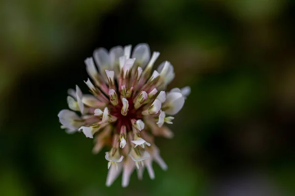Trifolium Repens Blume Wächst Feld Nahaufnahme Trieb — Stockfoto