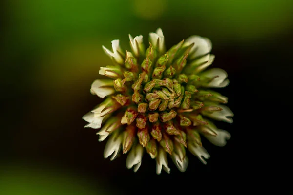 Trifoliumは牧草地で花を咲かせます — ストック写真