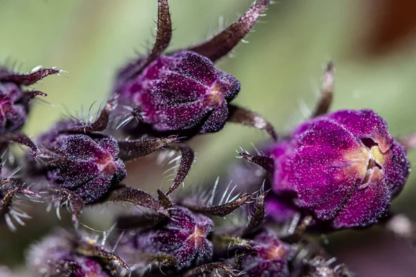 Symphytum Officinale Flower Field — Stock Photo, Image