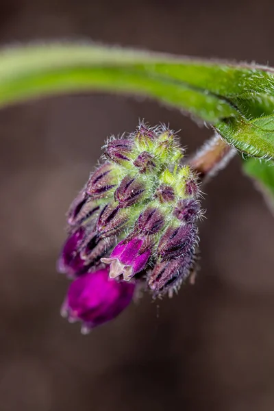 Symphytum Officinale Flower Field — Stock Photo, Image