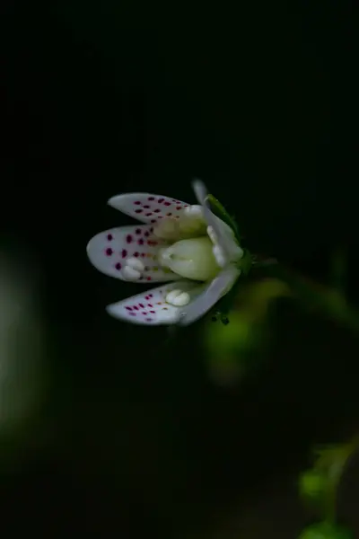 Saxifraga Bronquialis Flor Bosque Cerca —  Fotos de Stock