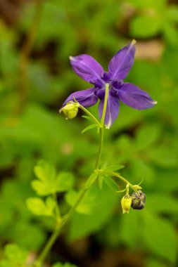 Aquilegia nigrican çiçekleri tarlada yetişiyor. 