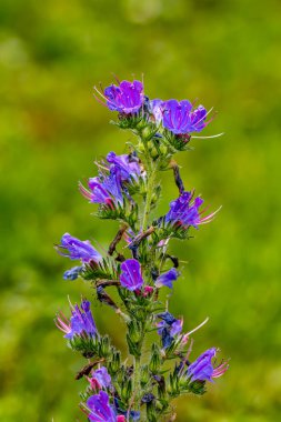 Echium vulgare çiçeği tarlada, yakın çekim