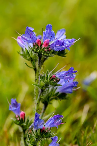 Echium Vulgare Květ Rostoucí Poli Zblízka Střílet — Stock fotografie