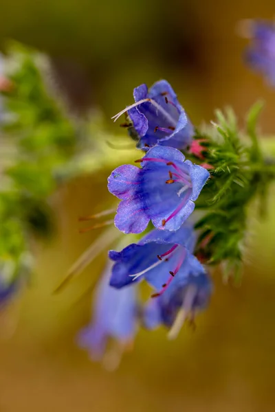 Echium Vulgare Virág Területen Makró — Stock Fotó