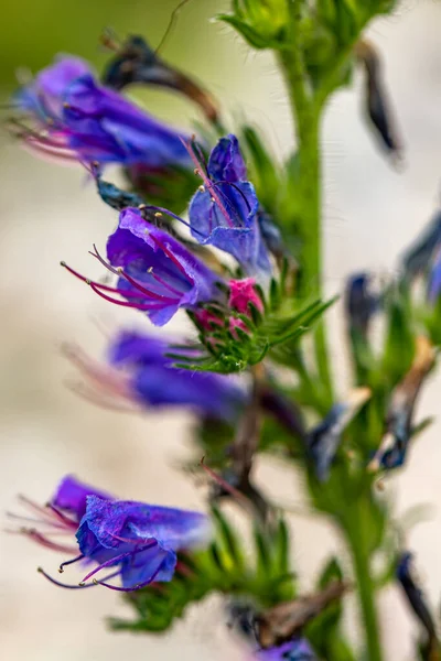 Echium Vulgare Flor Campo — Fotografia de Stock