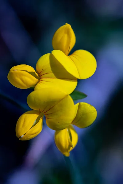 Lotos Corniculatus Kwiat Rośnie Polu Zbliżenie — Zdjęcie stockowe