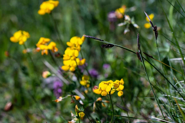 Lotus Corniculatus Fiore Che Cresce Nel Campo — Foto Stock