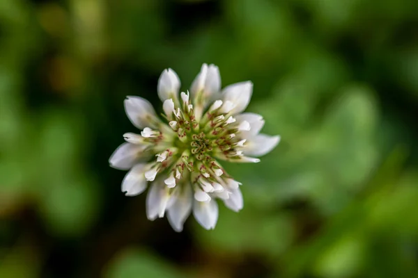 Trifólium Repens Virág Területen Makro — Stock Fotó