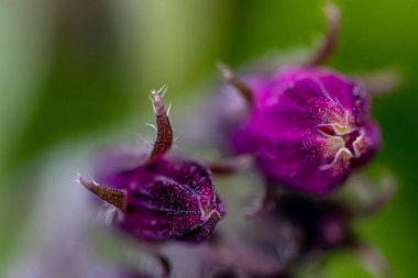Tarlada simfizum officinale çiçeği, makro
