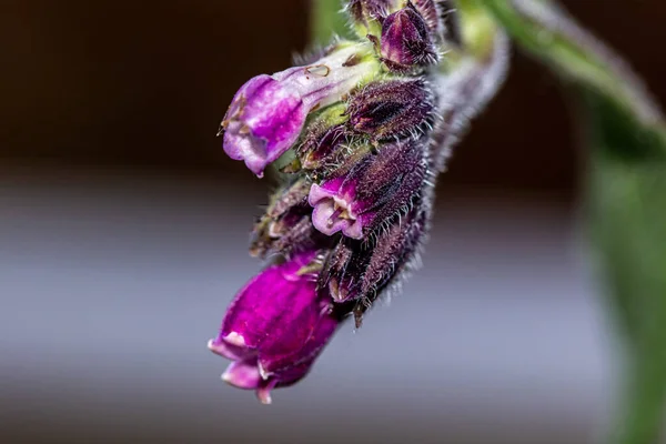 Symphytum Officinale Flower Field — Stock Photo, Image