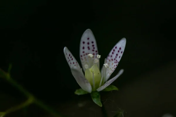 Saxifraga Bronchialis Kwiat Lesie Zbliżenie — Zdjęcie stockowe