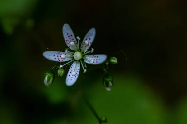 Saxifraga Bronchialis Ανθοφορία Στο Δάσος Μακροεντολή — Φωτογραφία Αρχείου