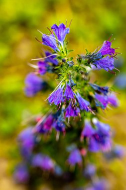 Echium vulgare çiçeği tarlada, yakın çekim