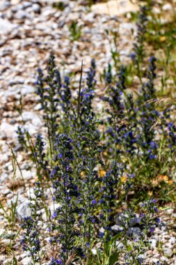 Echium vulgare çiçeği tarlada yetişiyor, makro