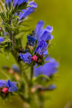 Echium vulgare çiçeği tarlada yetişiyor, kapat.