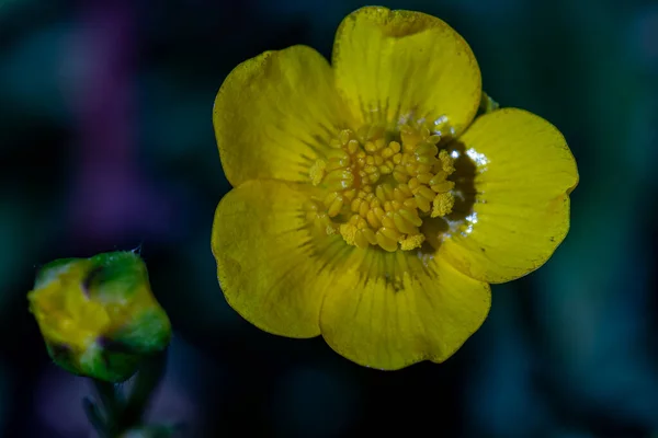 Цветок Ranunculaceae Растущий Лесных Массивах Макро — стоковое фото