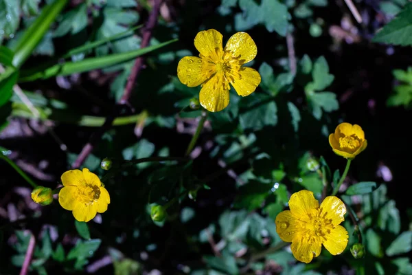 Ranunculaceae Flor Que Crece Los Bosques Brote Cerca — Foto de Stock