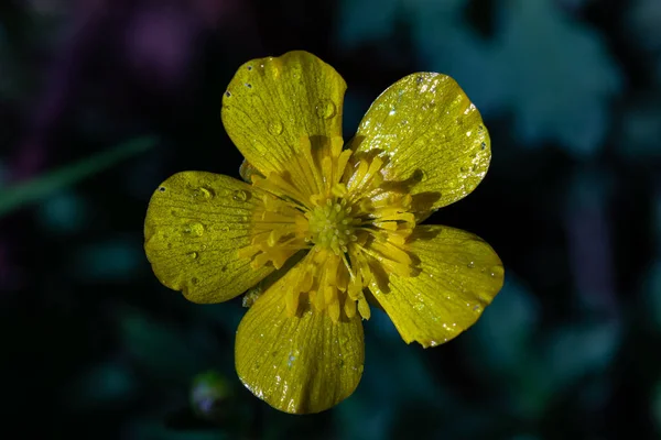 Fiore Ranunculaceae Che Cresce Nei Boschi Vicino — Foto Stock