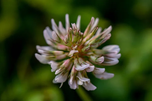 Trifolium Repens Flower Growing Field Macro — Stock Photo, Image