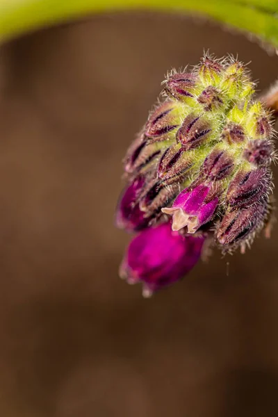 Tarladaki Simfizum Officinale Çiçeği Kapat — Stok fotoğraf