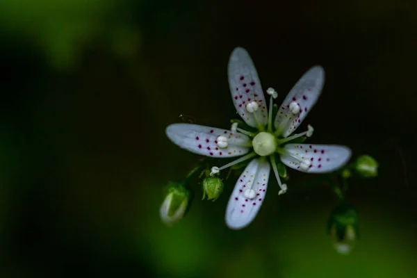 Saxifraga Bronchialis Λουλούδι Στο Δάσος Μακροεντολή — Φωτογραφία Αρχείου