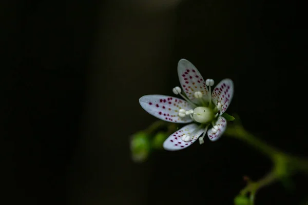 Saxifraga Bronchialis Flor Floresta — Fotografia de Stock