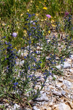 Echium vulgare çiçeği tarlada yetişiyor, yakın çekim