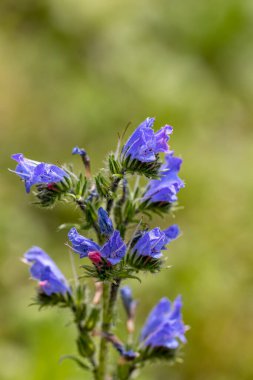 Echium vulgare çiçeği tarlada, makro