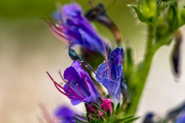 Echium vulgare çiçeği tarlada, yakın çekim