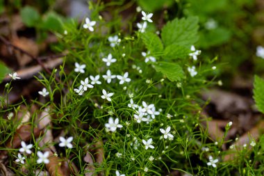 Ormanda Moehringia çiçeği