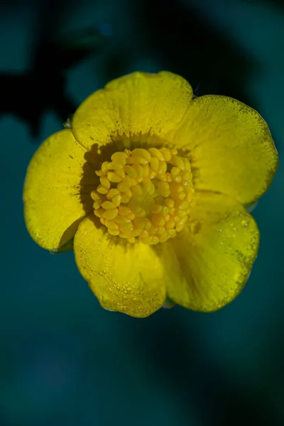 森の中のラン科の花 撮影を閉じます — ストック写真