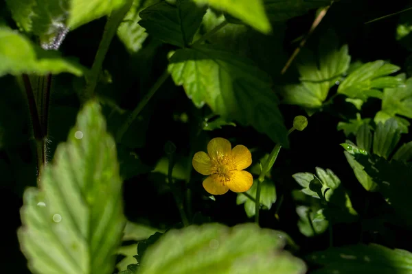 Ranunculaceae Blomma Skogsområden — Stockfoto