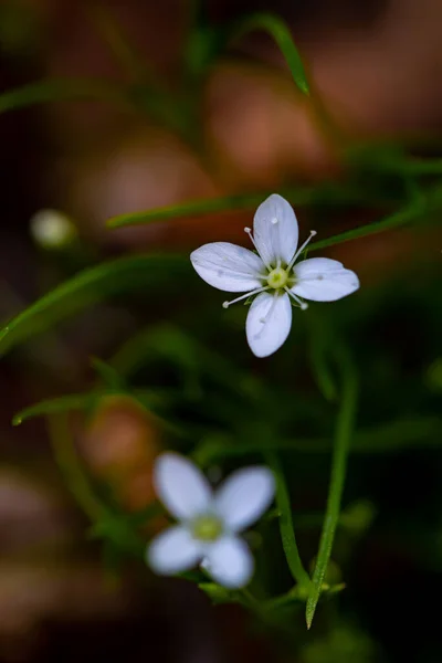 Flor Moehringia Creciendo Bosque —  Fotos de Stock