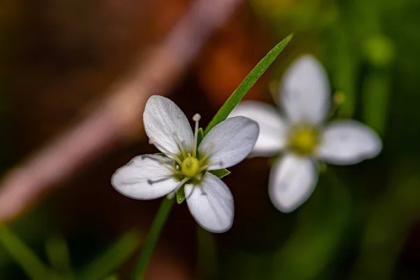 Moehringia Flor Que Crece Bosque Cerca —  Fotos de Stock