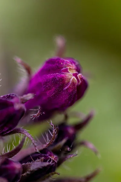 Tarlada Büyüyen Symphytum Officinale Çiçeği — Stok fotoğraf