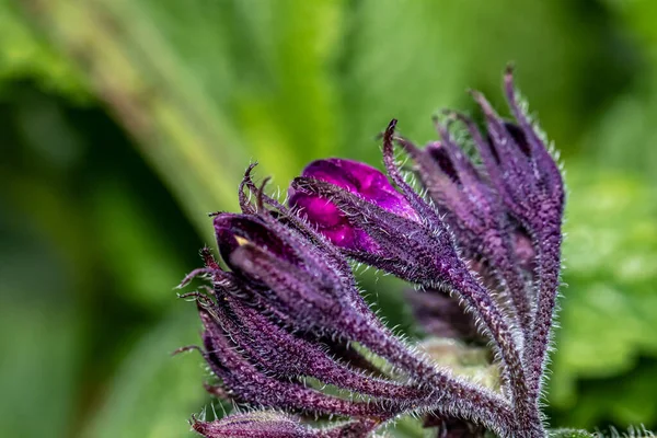 Symphytum Officinale Květ Rostoucí Poli Makro — Stock fotografie