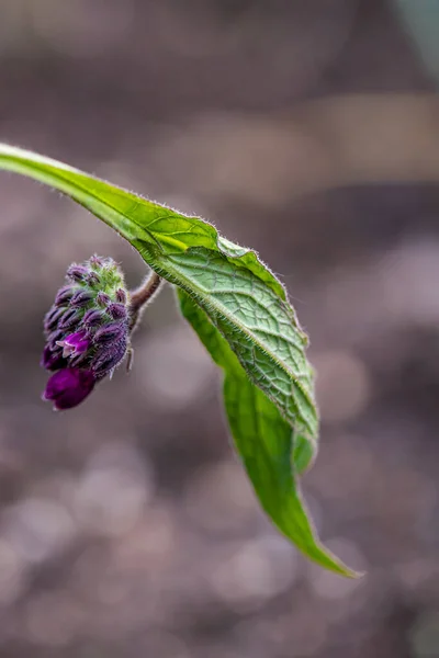 Symphytum Officinale Flor Que Crece Campo Cerca — Foto de Stock