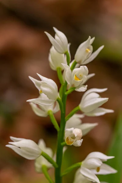 Cephalanthera Longifolia Fleur Poussant Dans Champ — Photo