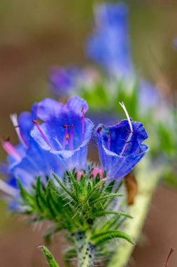 Echium vulgare çiçeği tarlada yetişiyor, kapat.